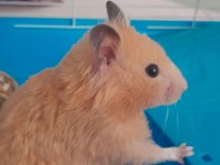 Dişi suriye hamsterı kafesiyle birlikte