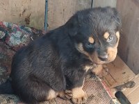 Macar koca kafa rottweiler yavrumuz