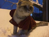 1 Yaşında Duman gri Scottish Fold