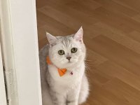 British shorthair yavru