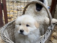 SAFKAN CHOW CHOW YAVRULARI ÇİN ASLANI