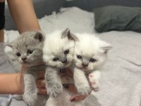 Safkan anne babanın british shorthair yavruları