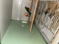 Gökkuşağı ispinozu goldian finch