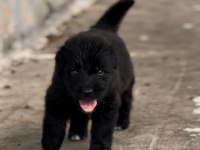 2 aylık Black solid alman kurdu