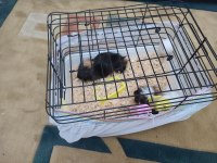 İki tatlı guinea pig