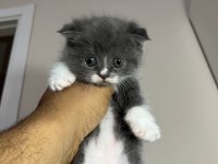 safkan scottish fold yavruları