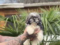 Aşılı Sağlıklı Shih Tzu Yavrular