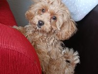 Terrier yavru
