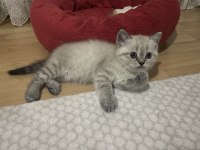 British shorthair dişi