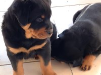 Safkan Koca Kafa Rottweiler Yavrular