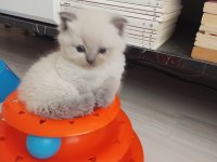 Ücretli melez kedimiz