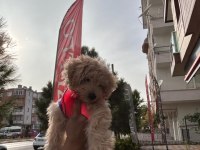 3 aylık dişi maltipoo