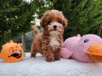Maltipoo Sevenler İçin Muhteşem Yavrular
