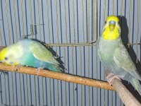 Rainbow takım muhabbet kuşu