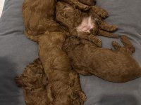 Toy Poodle Köpeklerimiz