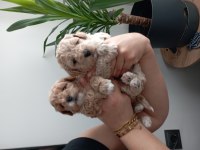 A class maltipoo yavrularımız