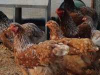 BLUE PORSELEN BRAHMA KULUÇKALIK YUMURTA & CİVCİV