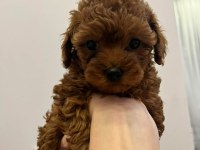 TOY POODLE YAVRULARI
