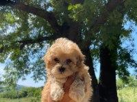 Maltipoo Miniklerim