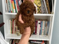 Safkan en küçük boy koyu renk toy poodle miniğim