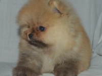 teddy bear boo yavrular taksitle heryere gönderilir