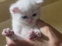 Chinchilla 1 buçuk aylık bebekler