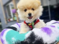 Pomeranian varsa daha iyisi o da annesi