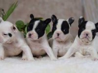 Elit Patiler Farkıyla French Bulldog Yavrular