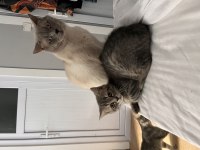 British shorthair blue point ve whiskas