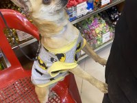 Chihuahua tüm aşıları tam full oyuncu