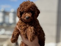 En Güzel Aşılı Pasaportlu Toy Poodle Yavrular