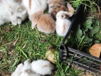 Safkan hollanda lop tavşanı