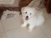 3 aylık erkek yavru köpeğimiz