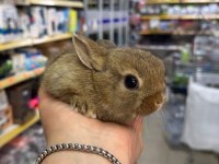 CÜCE NETHERLAND DWARF TAVŞAN