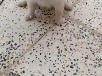 Cins Uygun Pomeranian Yavrular