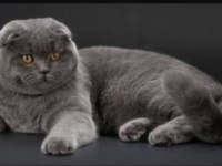 Uysal Scottish Fold Kedim