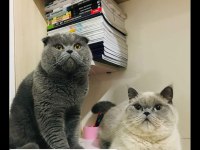 Scottish fold dişi