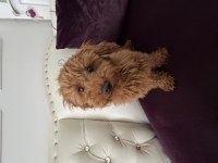 7 aylık erkek toy poodle yavru