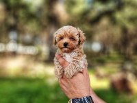 Gerçek Maltipoo yavrularımız