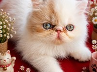 Safkan Exotic Shorthair Bebek Kediler
