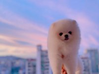 POMERANİAN BOO YAVRULARI