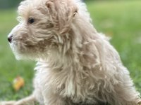 Toy Poodle Apricot