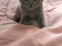 Uygundur acil sahiplendirme british shorthair