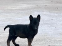 Anne baba A kalite belçika kurdu yavrular