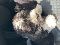 MALTİPOO 3 AYLIK