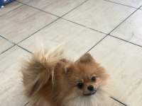 POMERANİAN BOO DİŞİ KÖPEĞİMİZ