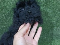 Maltipoo safkan