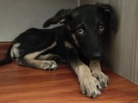 Alman kurdu 3 aylık ic dis parazitler yapıldı