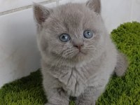 Munchkin cüce kedi Ankara dişi ve erkek mevcuttur