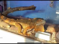 kızıl iguana